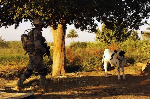 cow%201.jpg