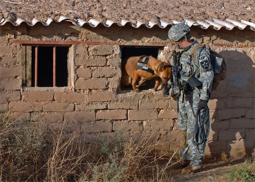 iraqdog.jpg