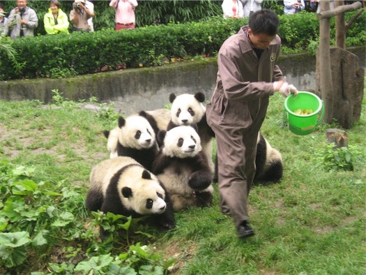 pandafeed%201.jpg
