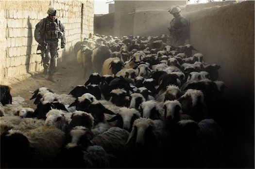 sheep%201.jpg